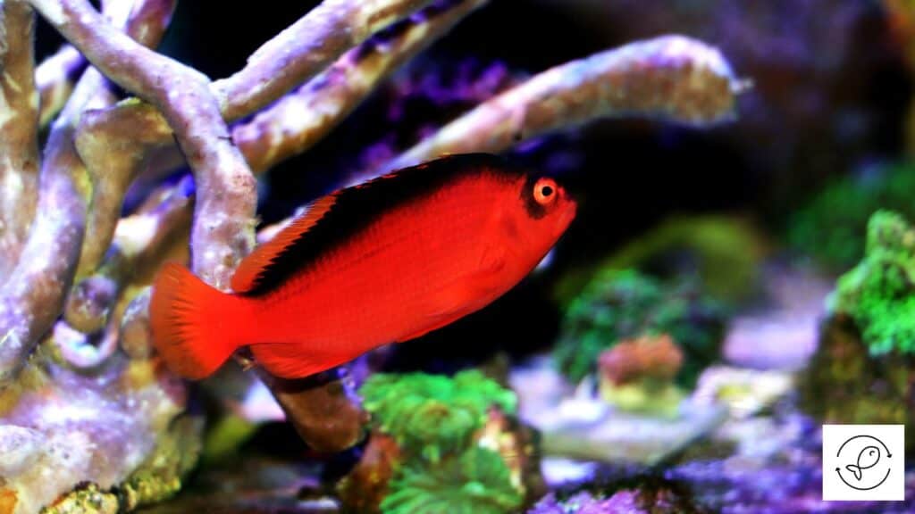 Flame Hawkfish