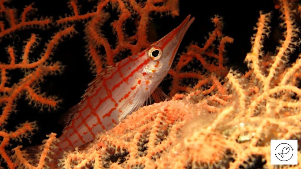 Longnose Hawkfish