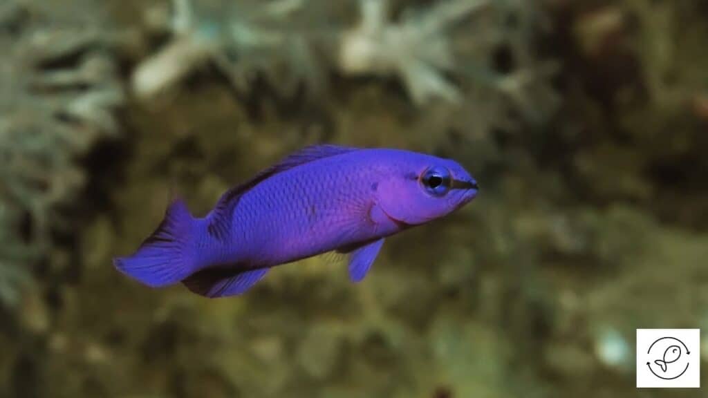 Orchid Dottyback