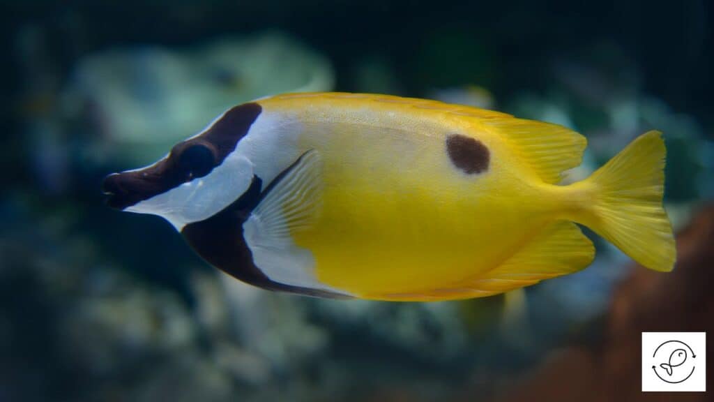 Rabbitfish