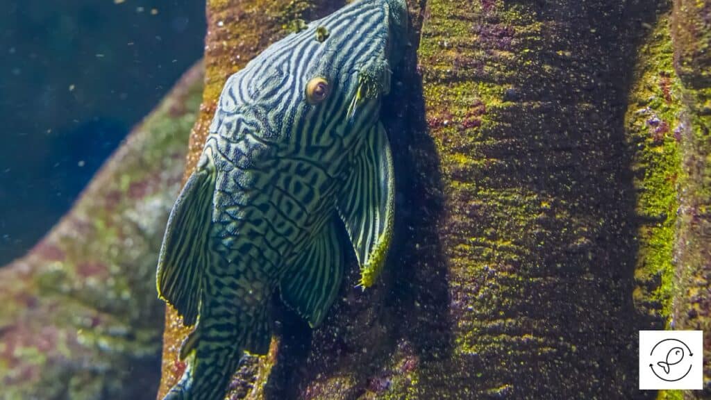 Royal Pleco