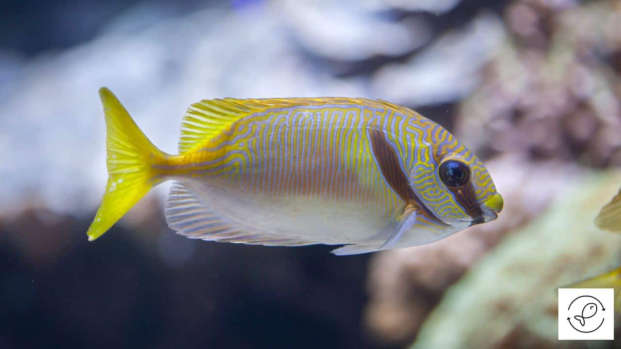7 Common Saltwater Fish that Eat Hair Algae (With Pictures)
