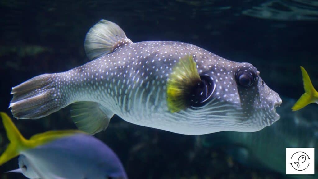 Star and Stripes Puffer