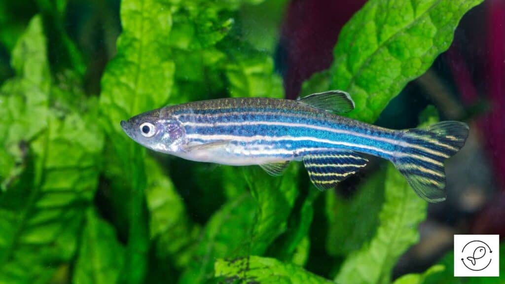 Zebra Danio