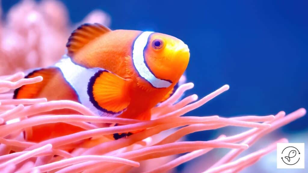 Clownfish about to change gender