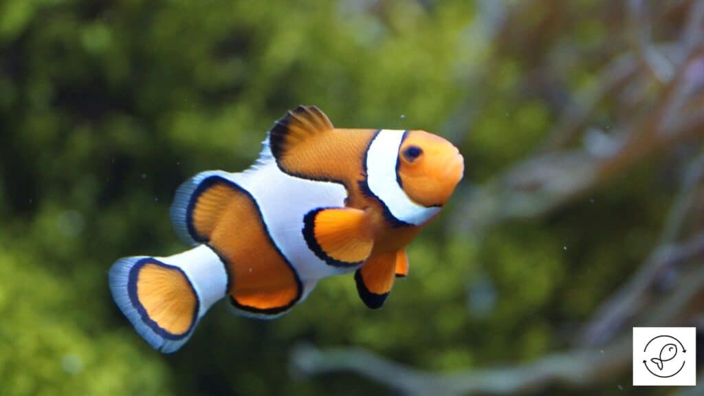 Clownfish living in the wild