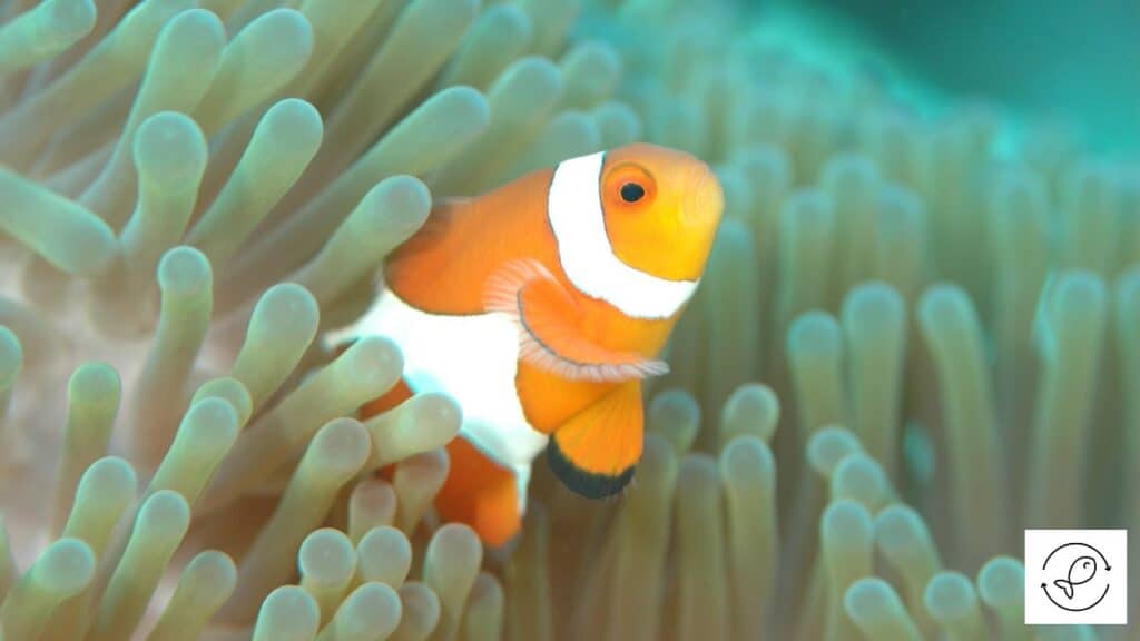 Clownfish on the verge of changing gender