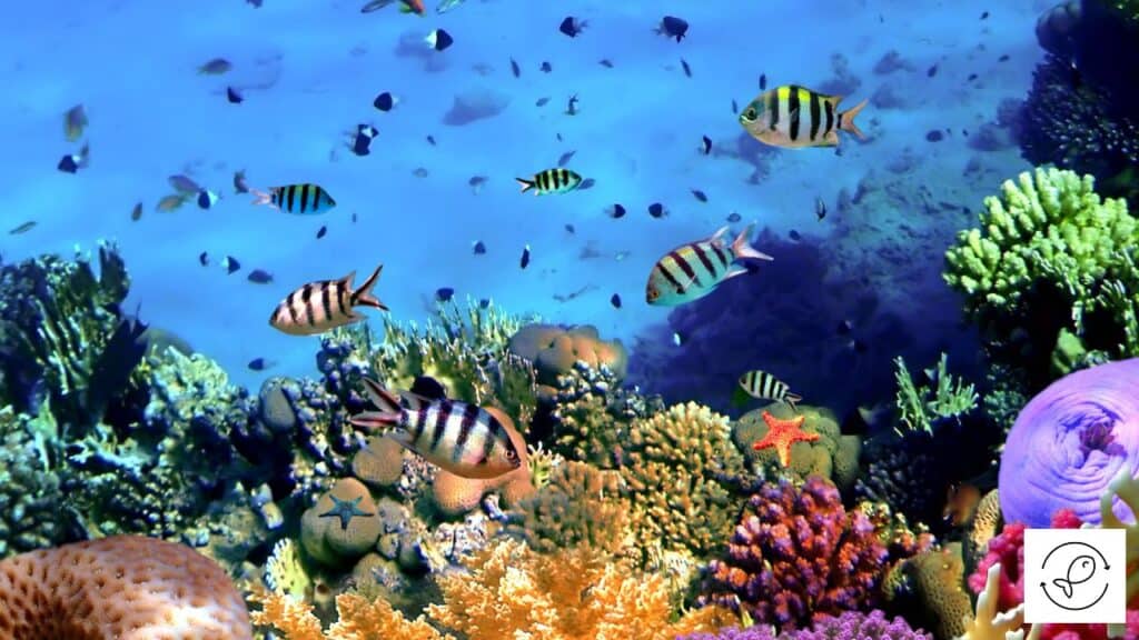 Fish living in coral reefs