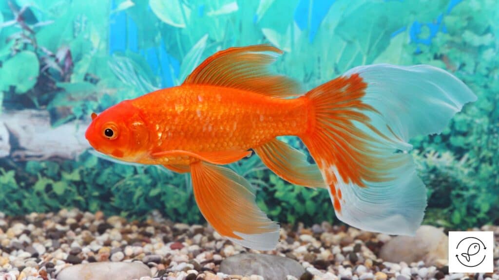 Most Popular Fish Species With Scales And Fins