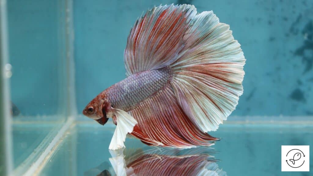 Male betta with other fish in a tank