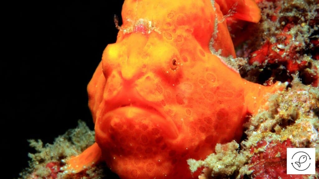 Painted Frogfish