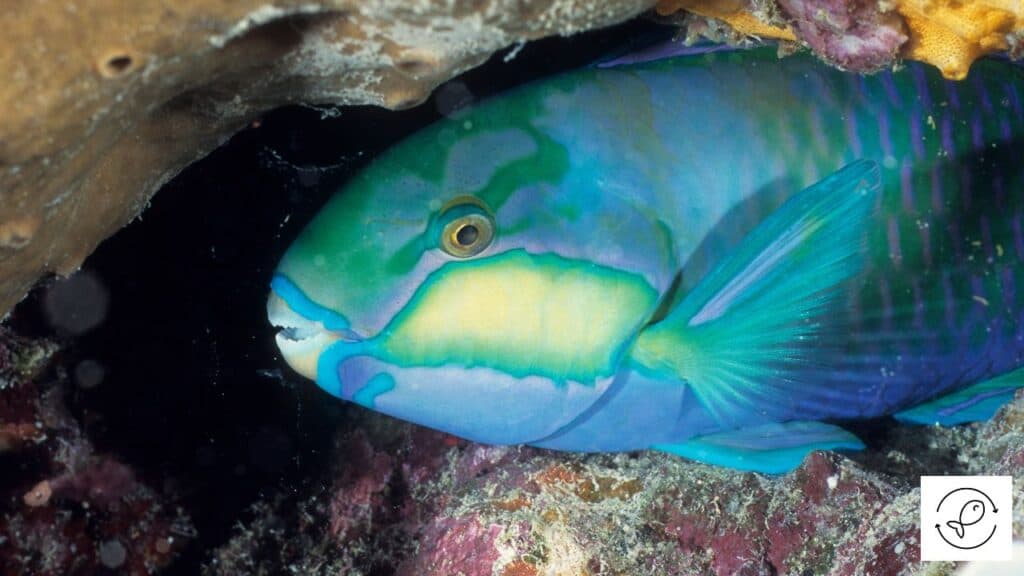 Parrotfish