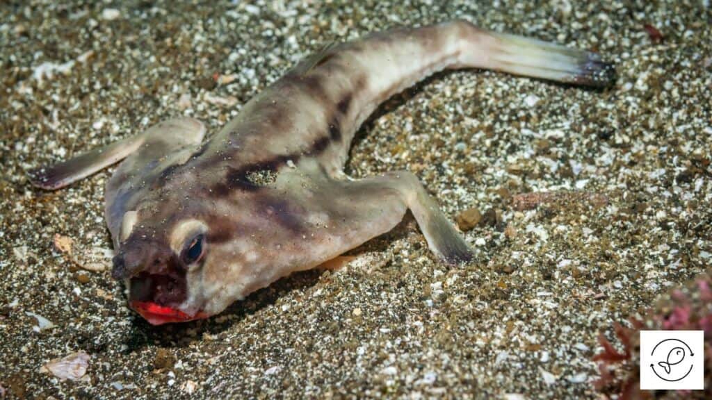 Red-Lipped Batfish