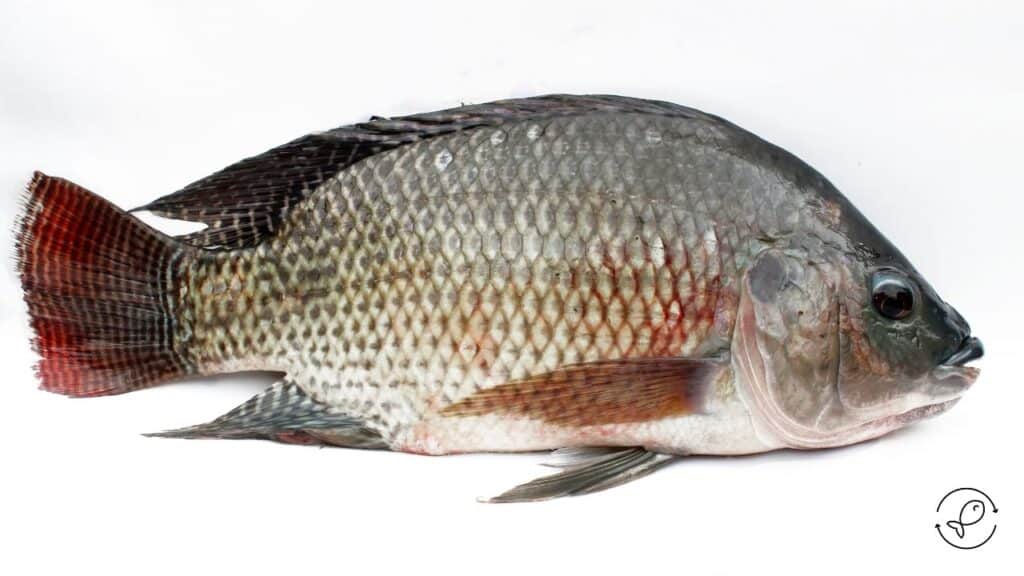 Types Of Scales And Fins In Fishes at Lucas Oshanassy blog