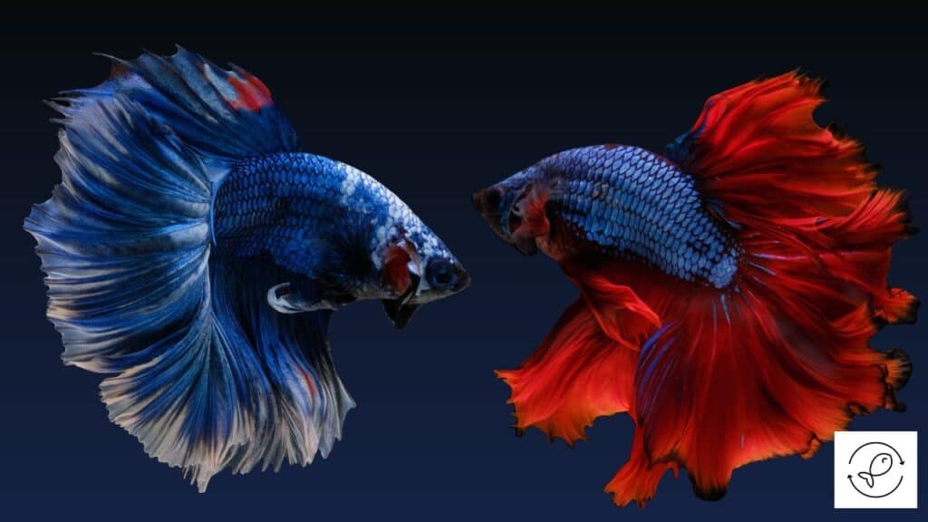 Bettas about to mate