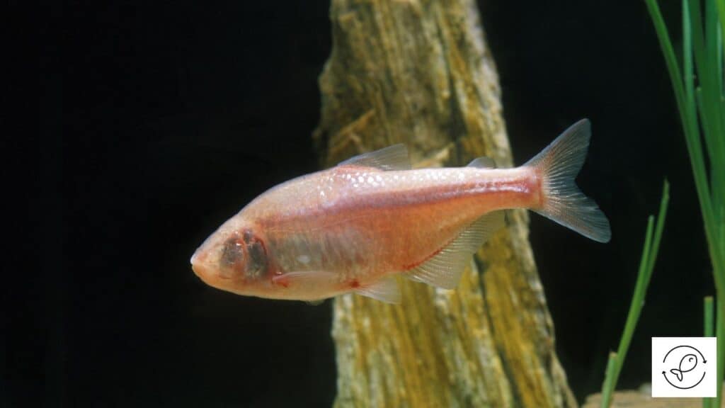 Cavefish