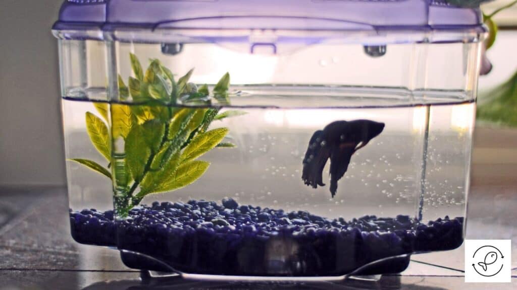 Fish being rehomed