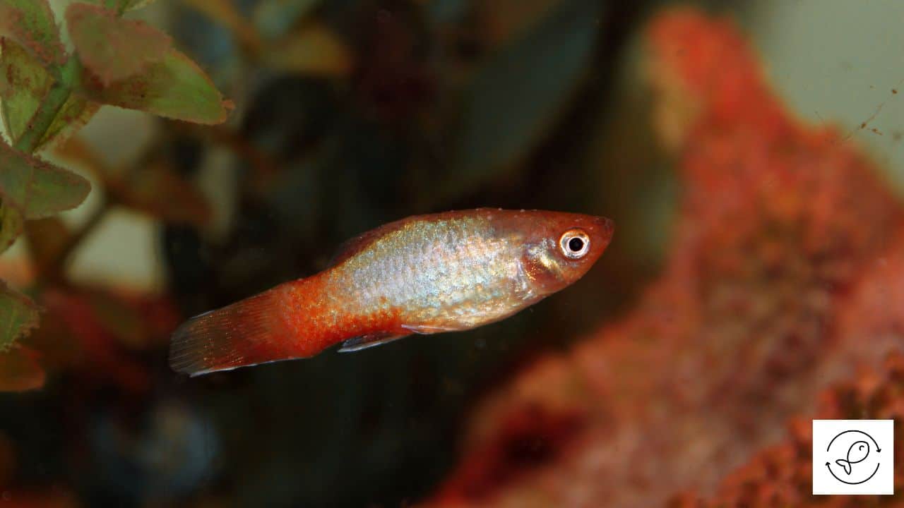Reasons Why You Shouldn t Feed Fish While Treating For Ich