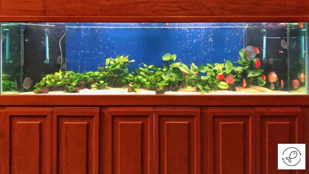 Fish tank in dining room