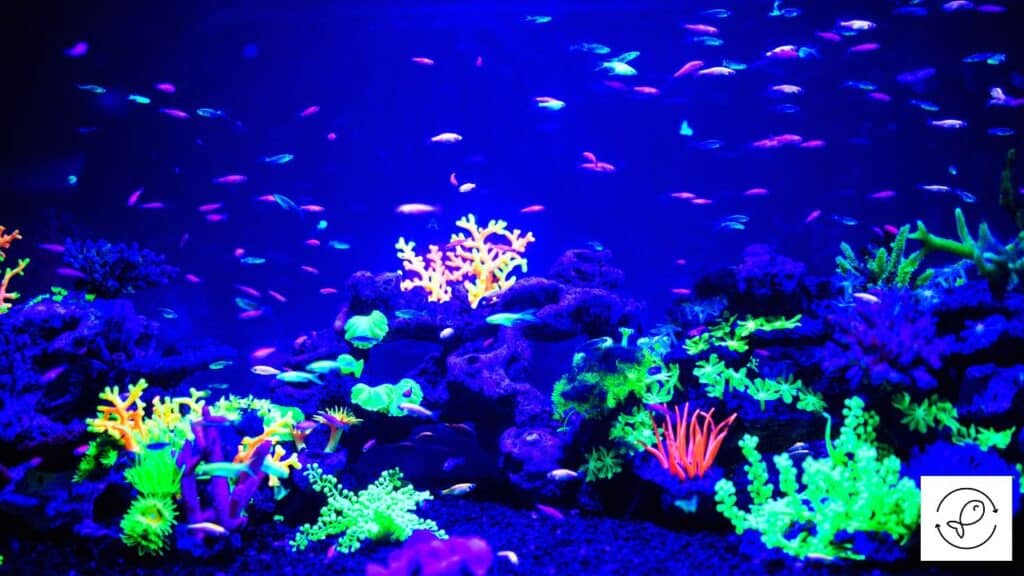 Fish that glow in blue light