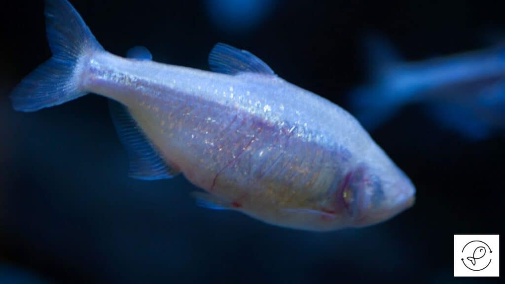 Fish that lives underground