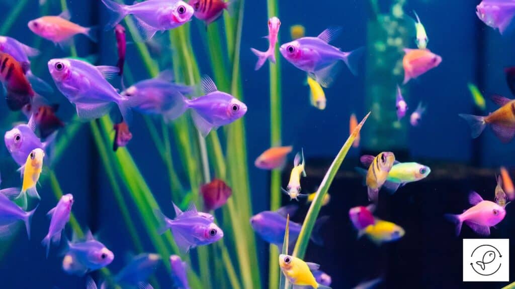 Glofish glowing in an aquarium