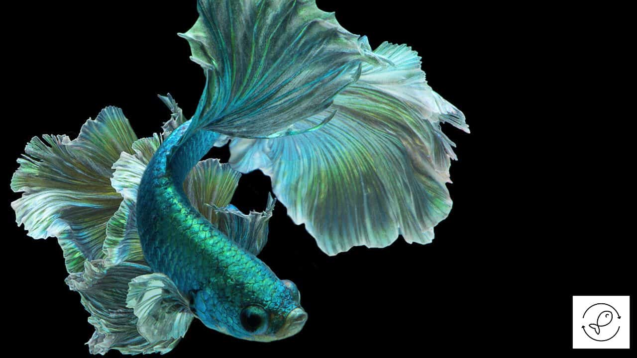 10 Unique Fish that Are Green in Color (With Images)
