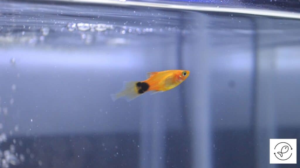 Platy in water of ideal temperature
