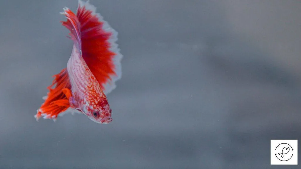Betta in a cycled tank