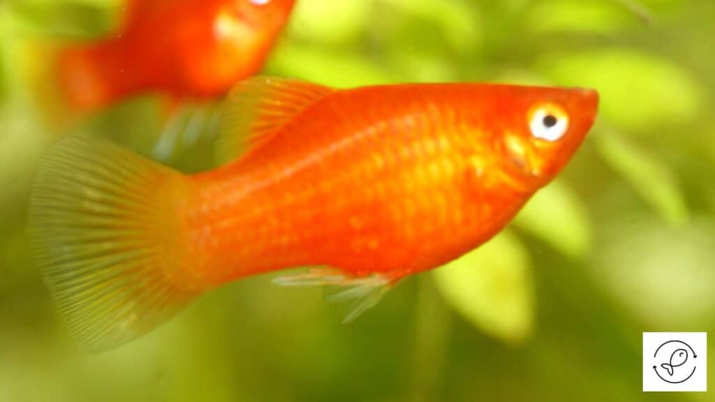Colorful platy