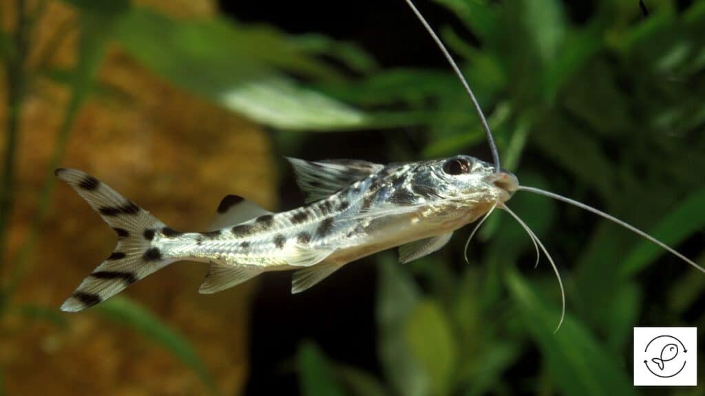 Pictus catfish in a large tank