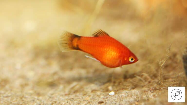 Platies 101: Care, Tank Setup, Breeding, Etc.