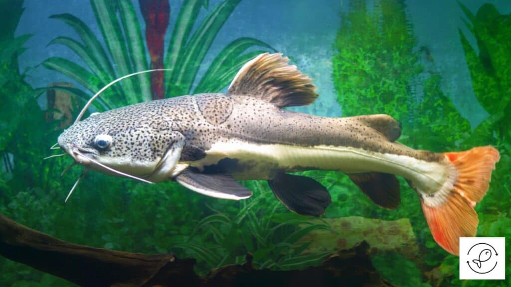 Redtail catfish in stable water parameters