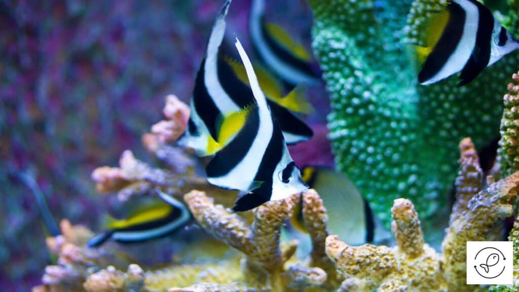 Angelfish living in marine habitat