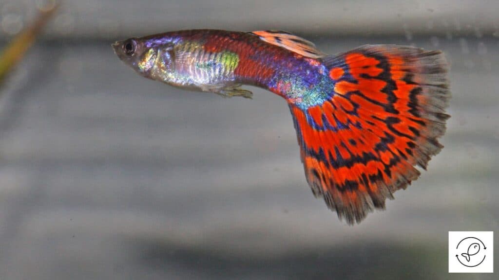 Guppy without fin rot or nipping