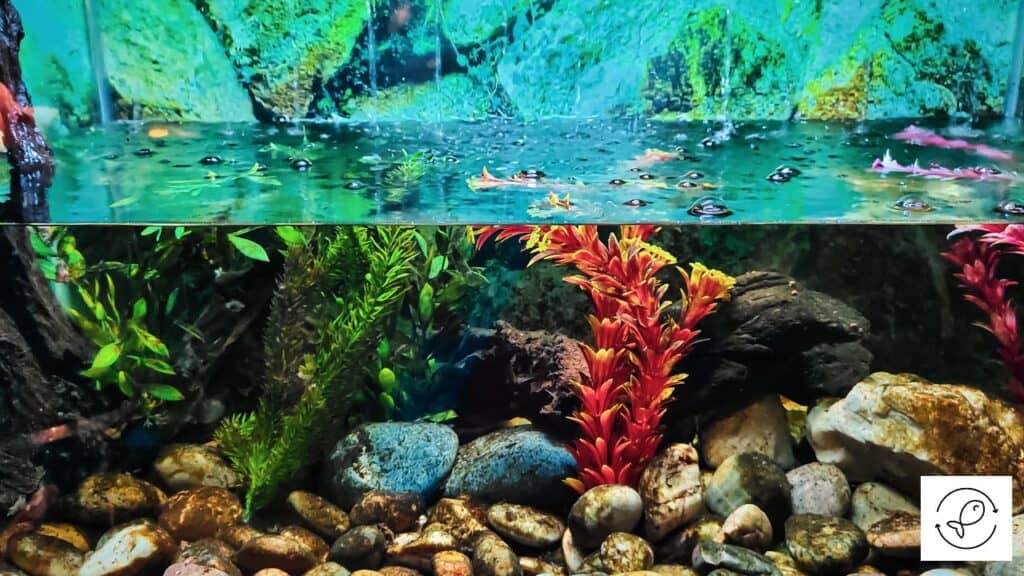 One type of aquarium