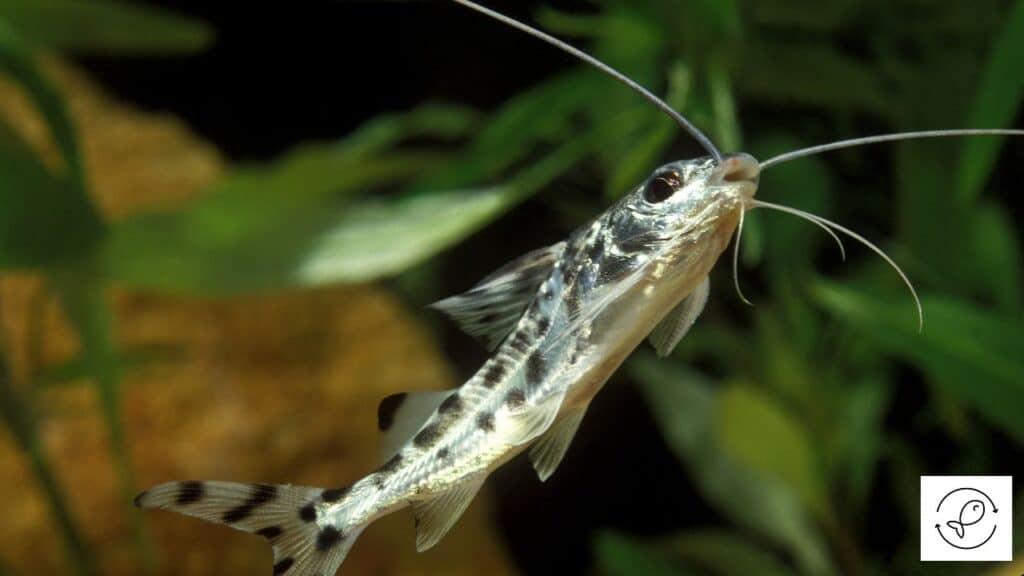 Pictus catfish in ideal water parameters