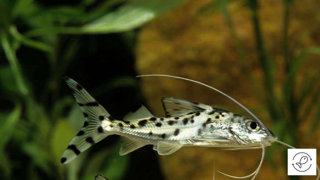 Pictus catfish searching for food