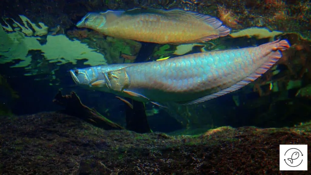 Silver arowana with tank mates