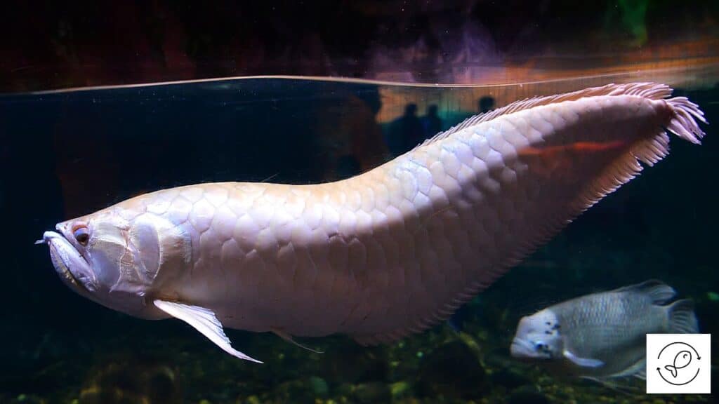 Albino arowana