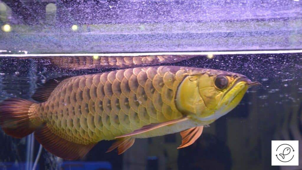 Asian arowana in a tank