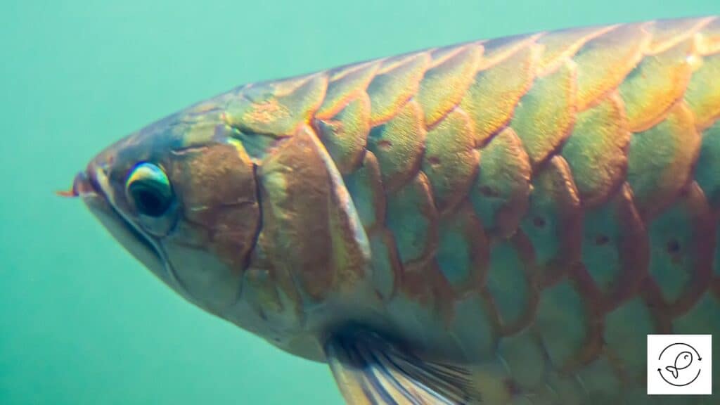 Asian arowana in a tank with tank mates