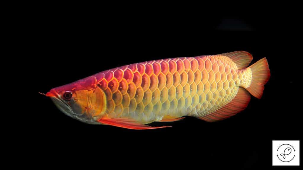 Asian arowana searching for food