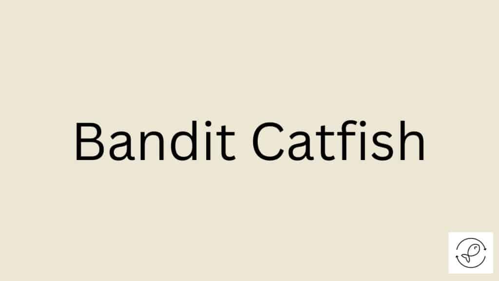 Bandit Catfish Featured Image