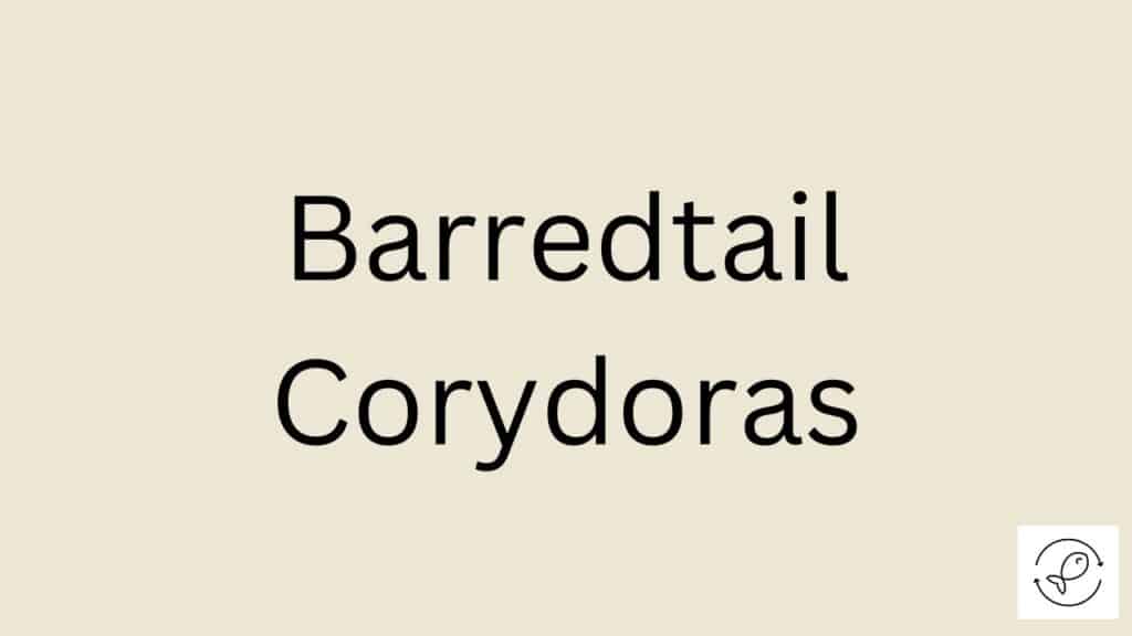 Barredtail Corydoras Featured Image