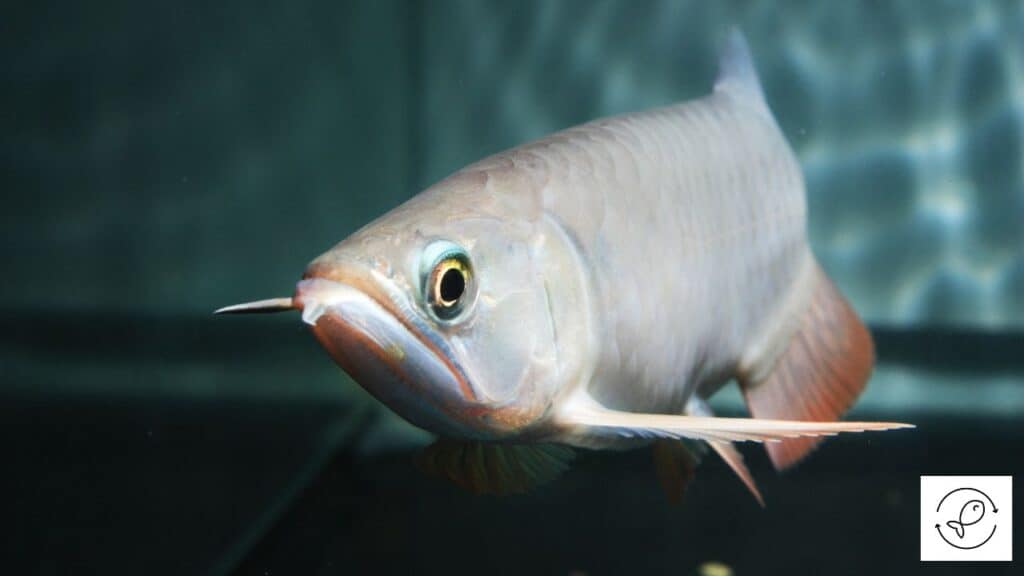 Beautiful Asian arowana