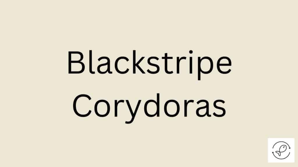 Blackstripe Corydoras Featured Image