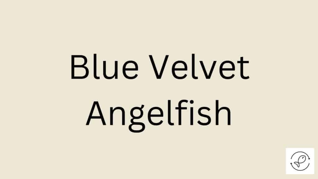 Blue Velvet Angelfish Featured Image