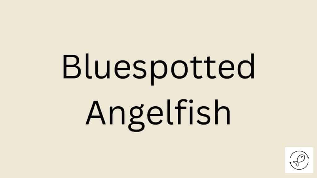 Bluespotted Angelfish Featured Image