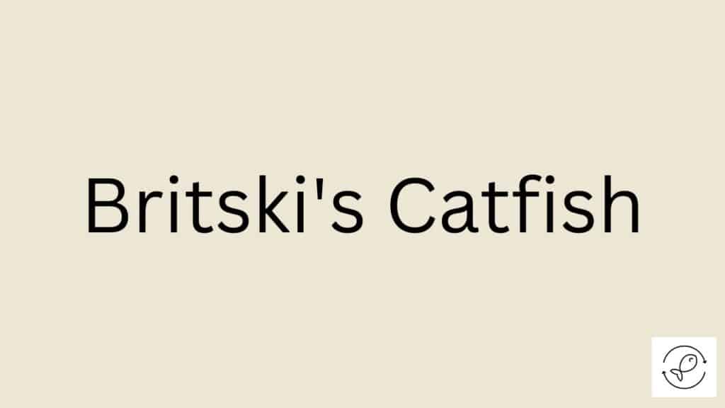 Britski's Catfish Featured Image